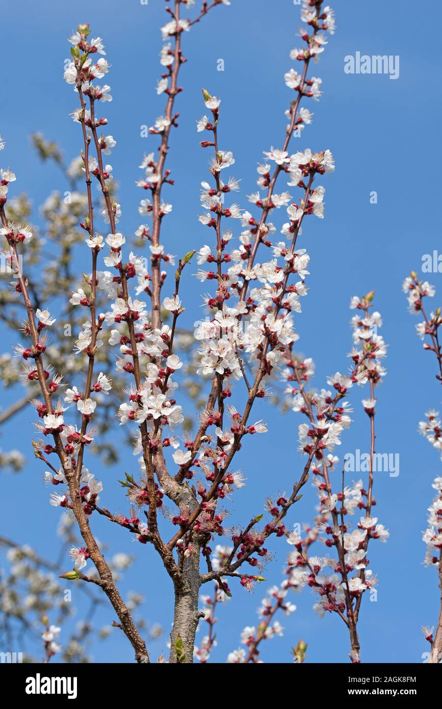 Fleurs d'abricotier Banque de photographies et d’images à haute — free download
