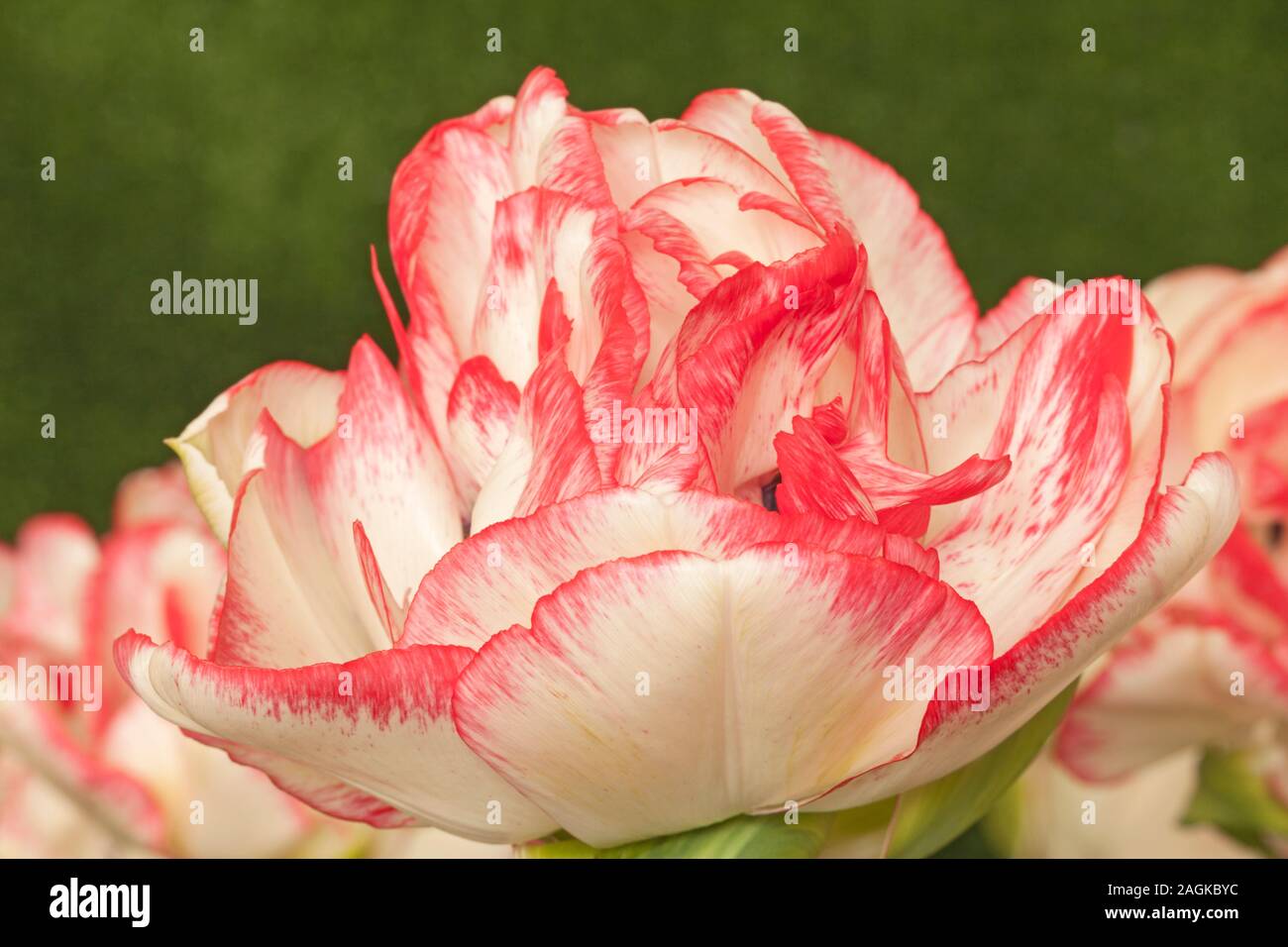 Tulipa 'Cartouche', changement de couleur Double Tulip Banque D'Images