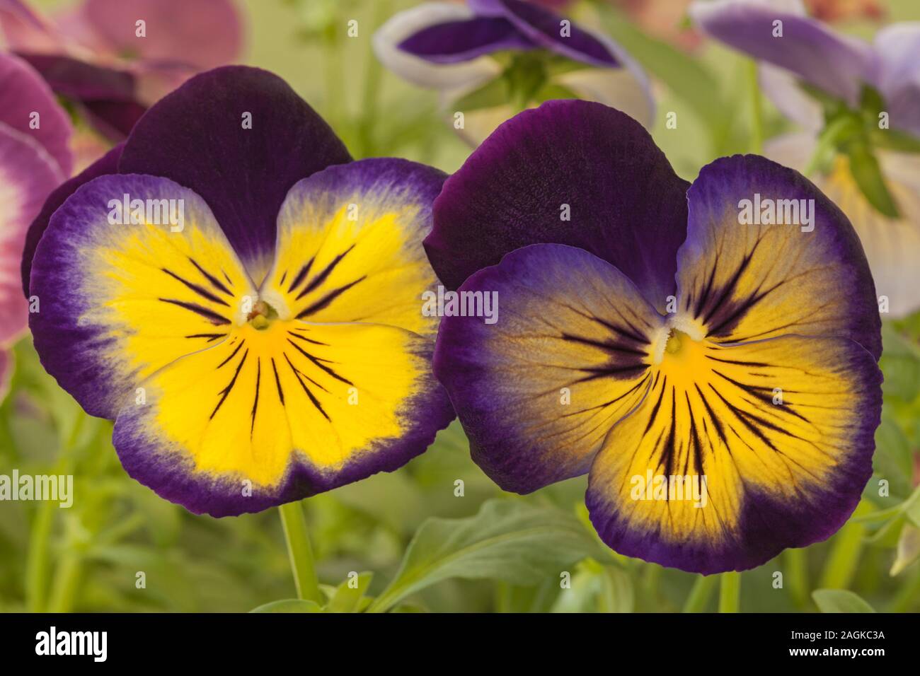 Pansy « lueur nocturne » Banque D'Images