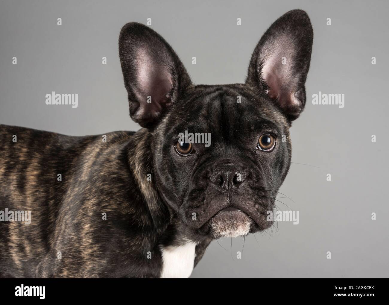 Chiot français Bulldog âgé de 16 semaines, saule, homme, Royaume-Uni. Banque D'Images