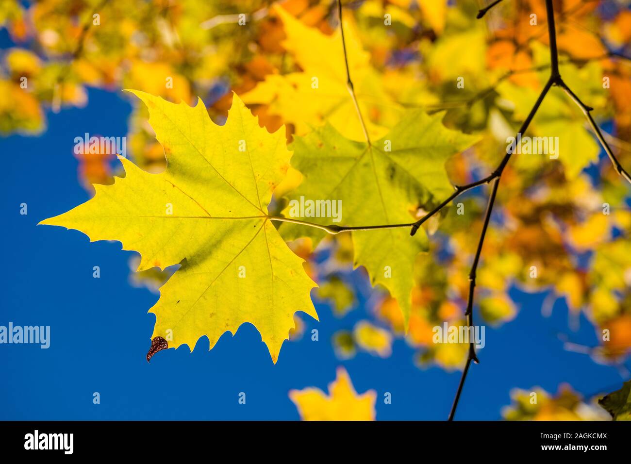 Feuilles d'érable jaune et orange à des branches d'arbre en automne, ciel bleu derrière Banque D'Images