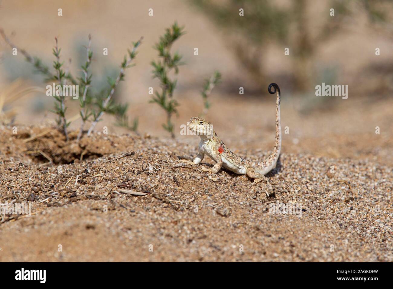 Un crapaud Tuva-head Phrynocephalus versicolor (Agama) dans la région de Gobi, Mongolie Banque D'Images