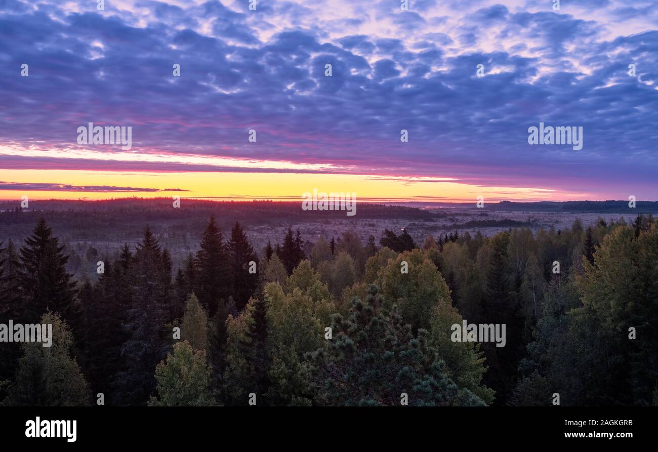 Colorés avec vue panoramique du paysage des zones humides sunrise contre ciel rose au matin d'automne dans la région de Torronsuo, Finlande Banque D'Images