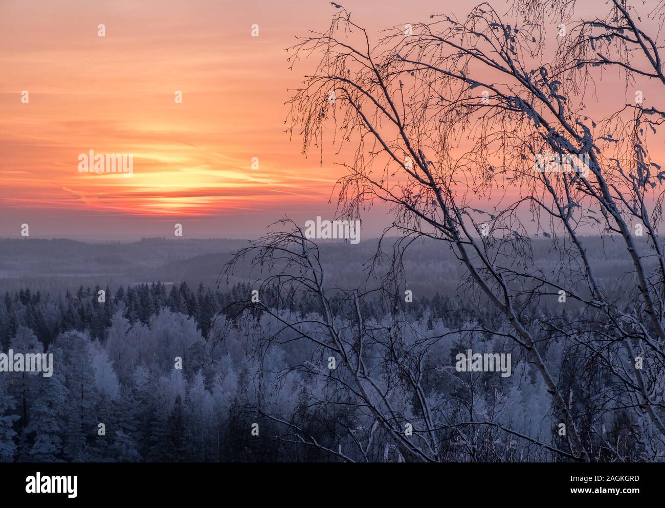 Vue panoramique avec magnifique coucher de soleil et frosty tree à soirée d'hiver en Finlande Banque D'Images