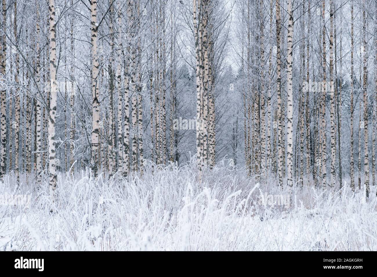 Paysage d'hiver avec les bouleaux enneigés dans le parc. Blizzard dans le parc d'hiver. Banque D'Images