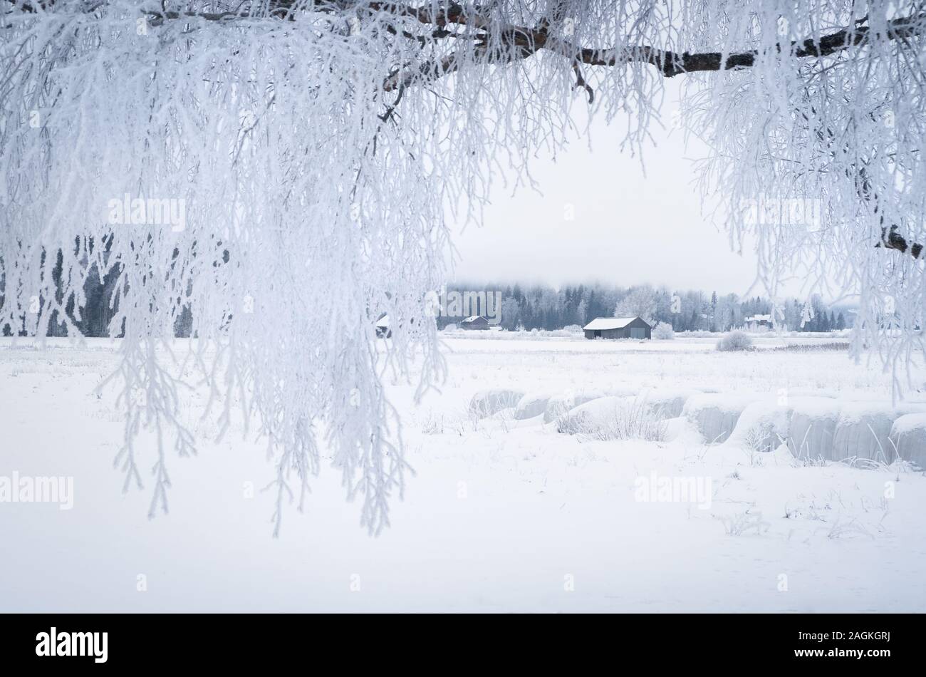 Paysage d'hiver blanc avec arbre givré dans la journée en Finlande Banque D'Images