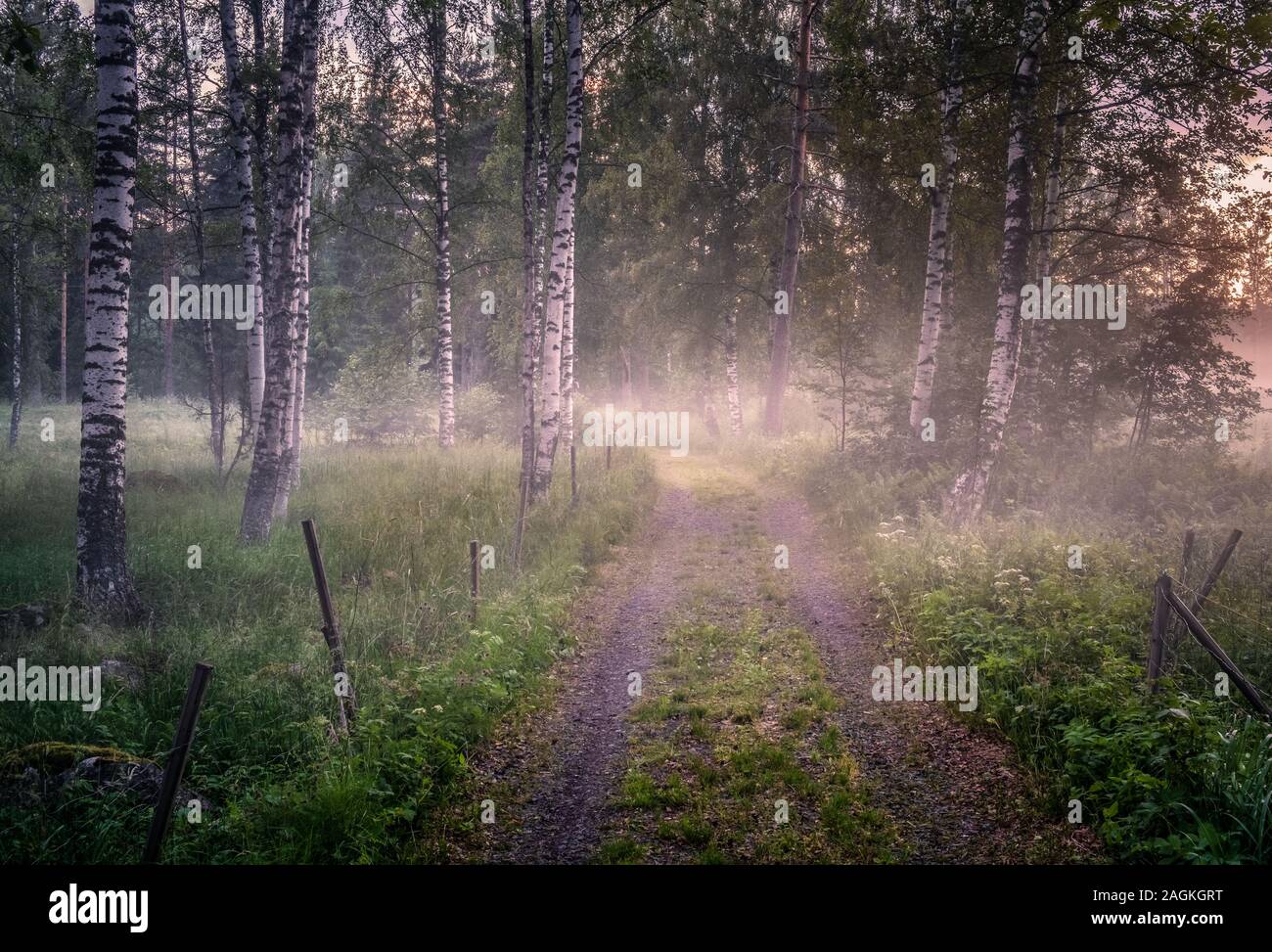 Paysage avec chemin idyllique et brouillard au soir d'été en Finlande Banque D'Images