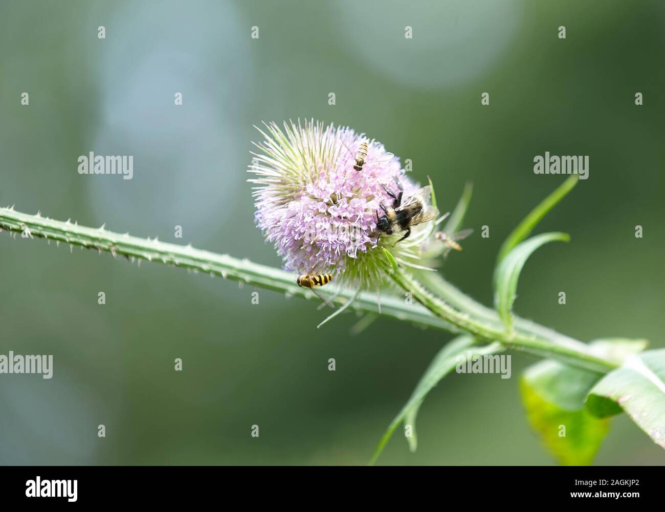 Têtes de fleurs Teasle (Dipsacus fullonum) Banque D'Images