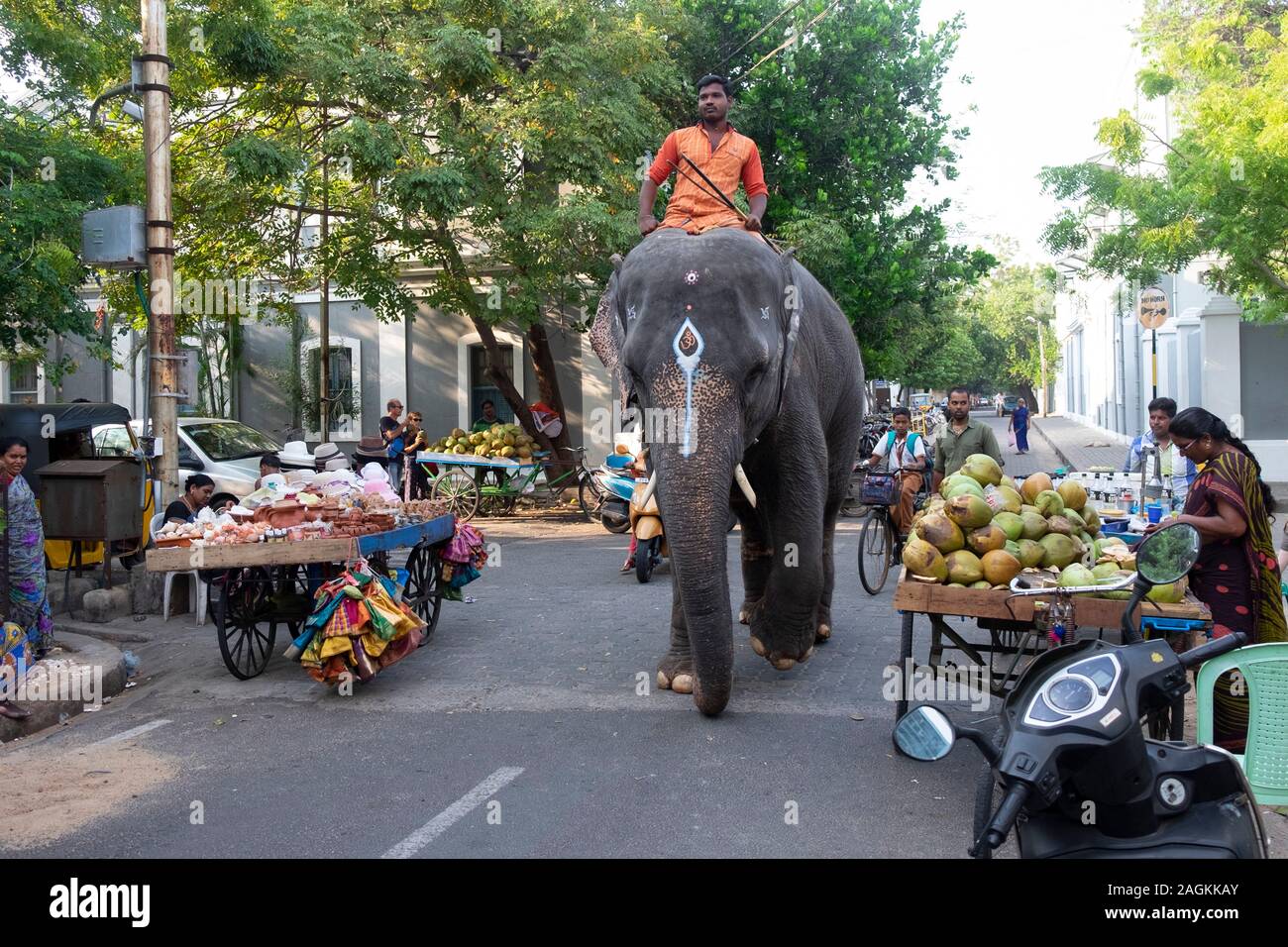 Lakshmi éléphant sur son chemin à la Manakula Vinayagar Temple de Pondichéry, Tamil Nadu, Inde Banque D'Images