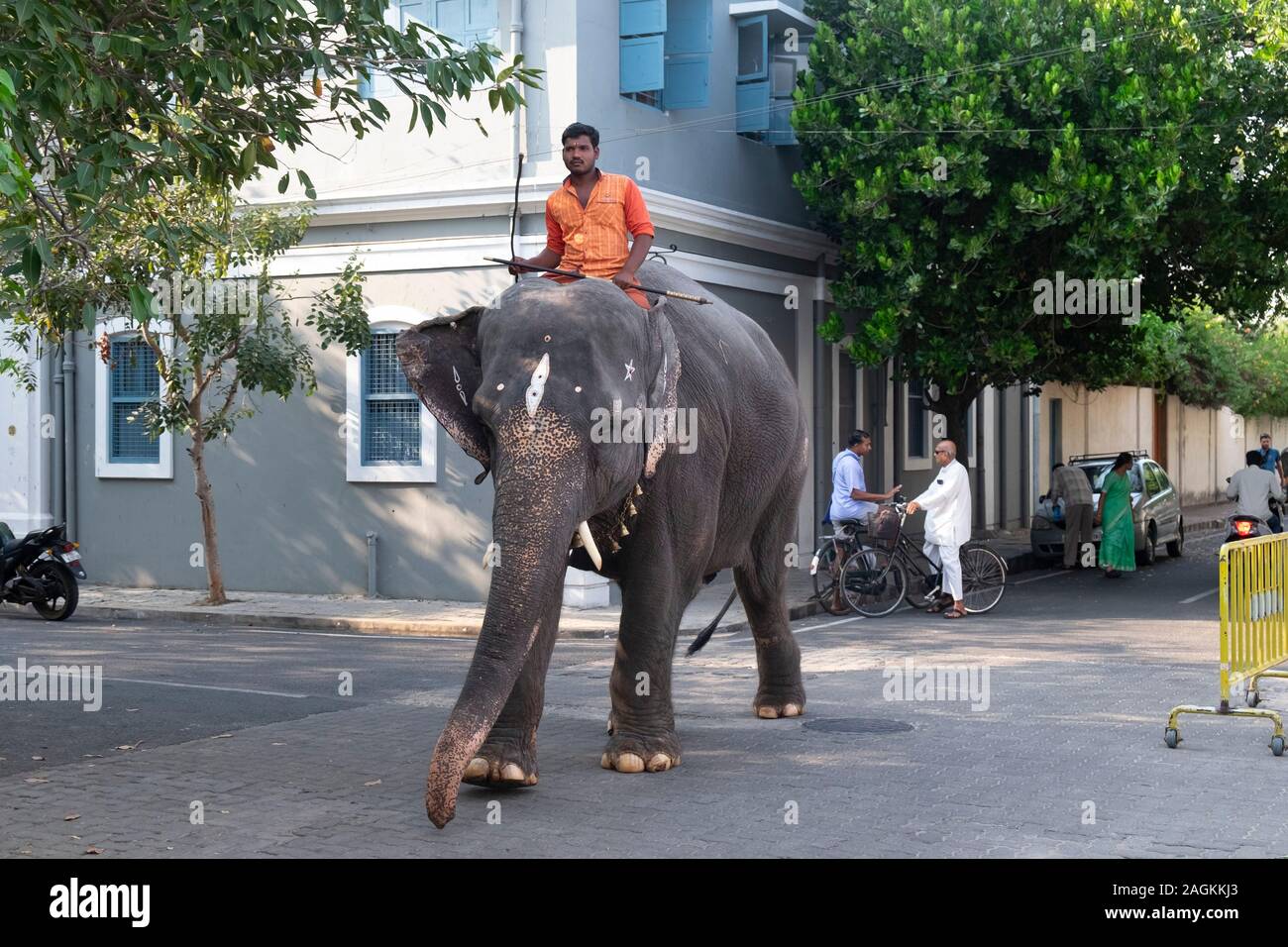 Lakshmi éléphant sur son chemin à la Manakula Vinayagar Temple de Pondichéry, Tamil Nadu, Inde Banque D'Images