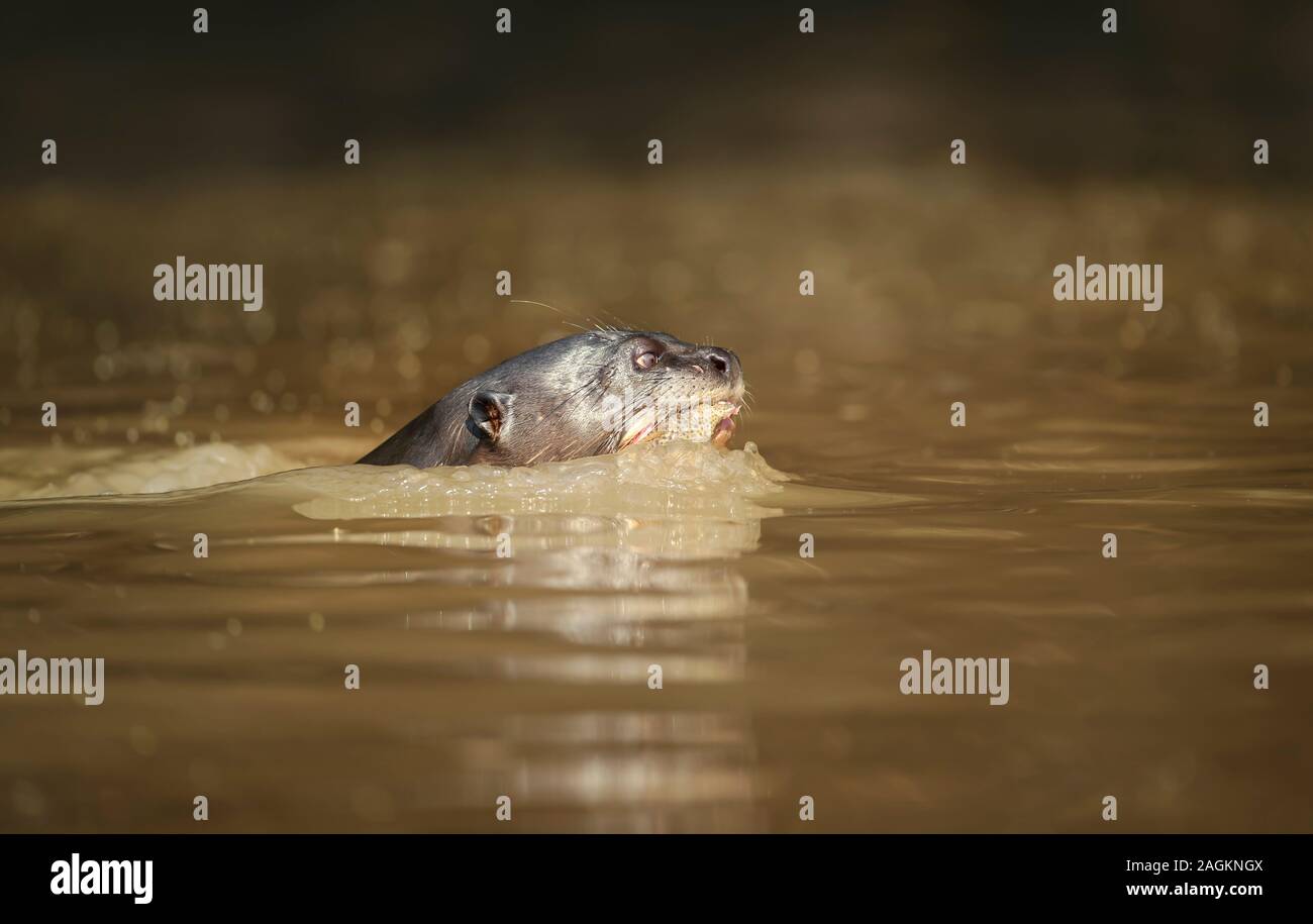 Gros plan d'une loutre géante baignade dans la rivière, Pantanl, au Brésil. Banque D'Images