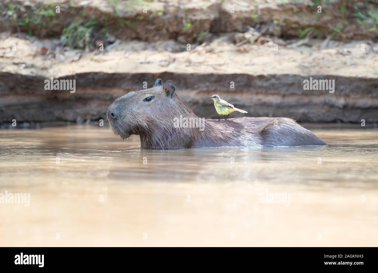 Close up d'un Capybara dans de l'eau avec un oiseau jaune sur un retour, Sud Pantanal, Brésil. Banque D'Images