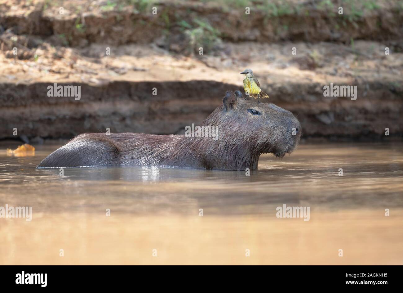 Close up d'un Capybara avec un oiseau jaune sur une tête, Sud Pantanal, Brésil. Banque D'Images