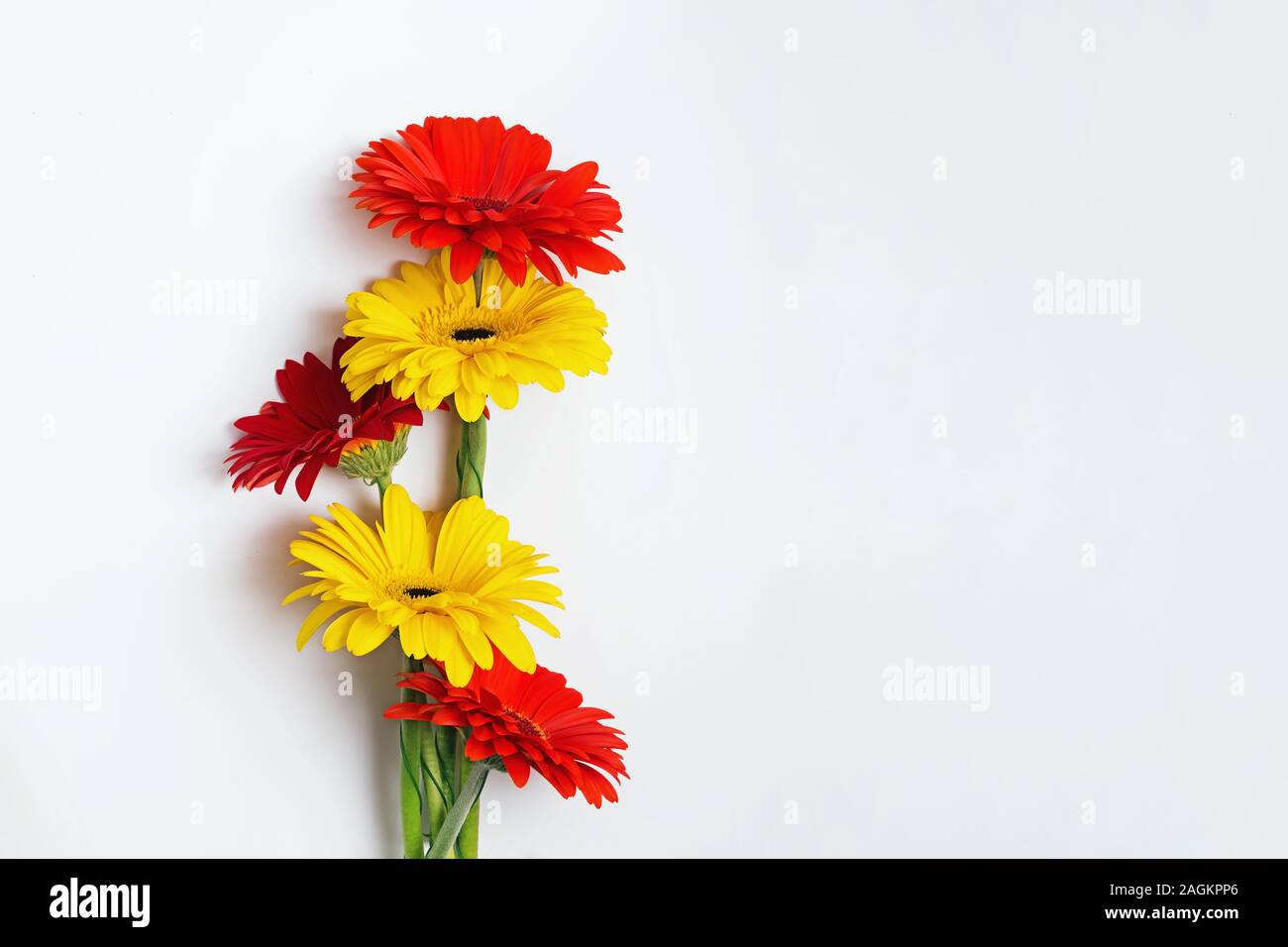 Bouquet de gerbera aux couleurs vives sur fond blanc. backgrpund Banque D'Images