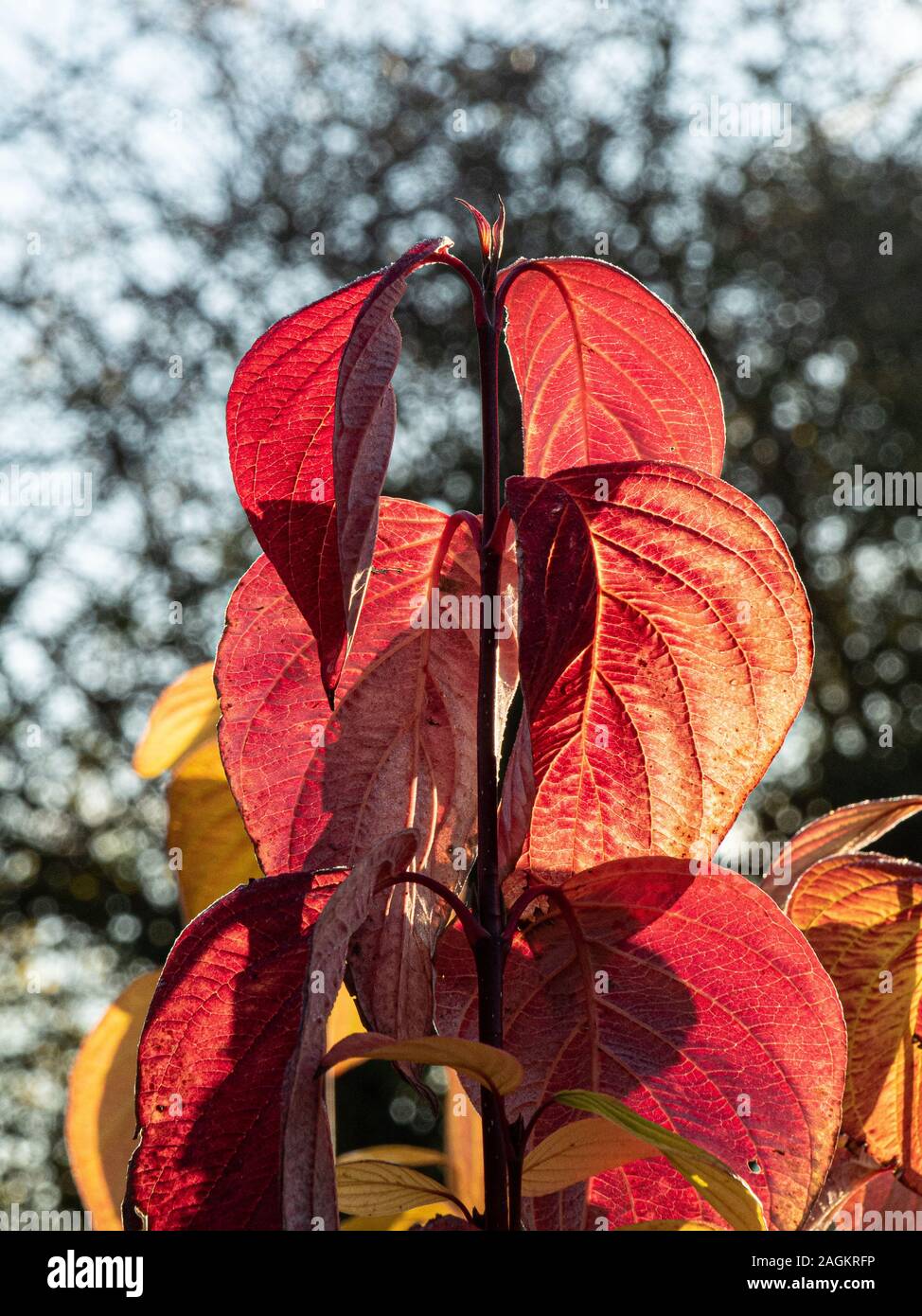 La couleur des feuilles de l'automne de Cornus alba par un soleil brillant rétroéclairé Banque D'Images