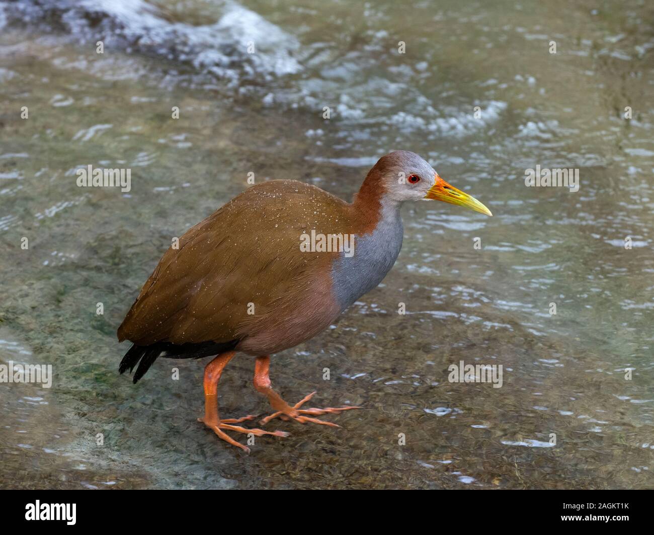 Femelle gris-necked rail en bois ou gris-cowled Aramides cajaneus rampe en bois Banque D'Images