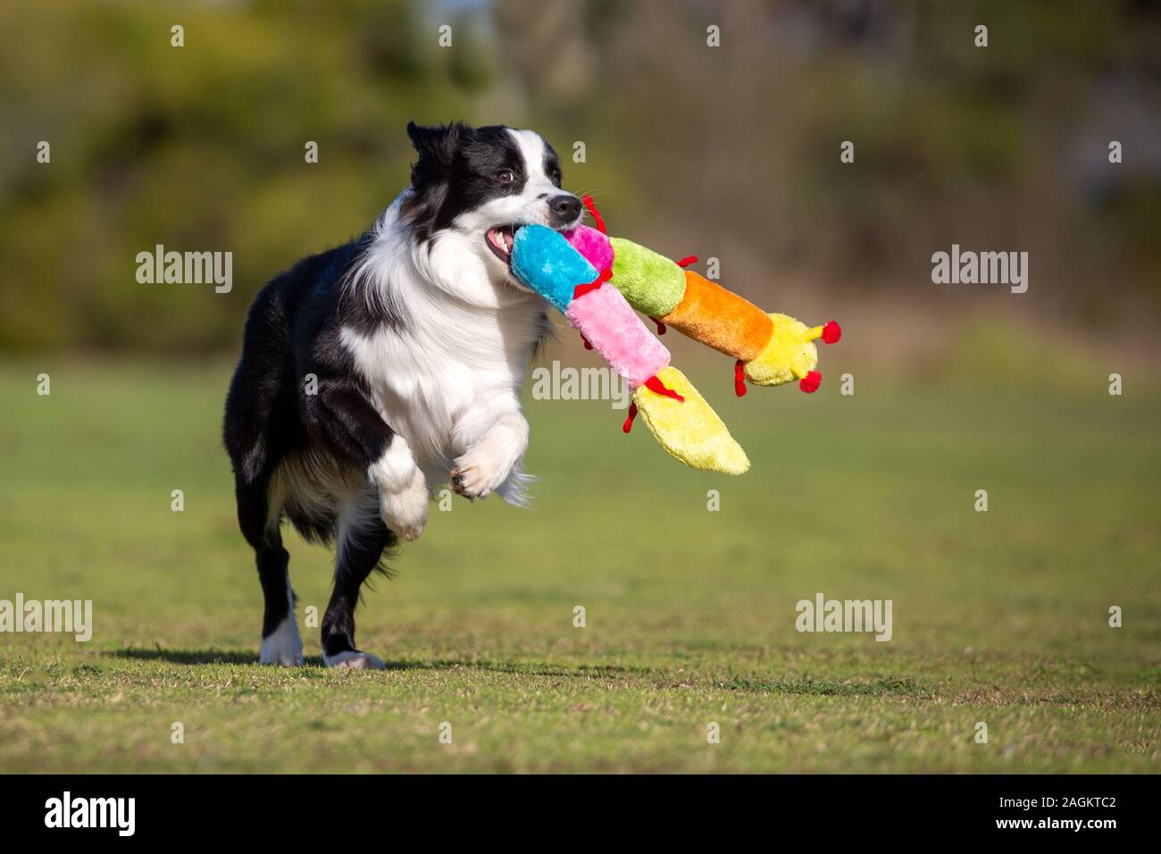 Un jeune Border Collie galoper avec un grand soft toy Caterpillar. Banque D'Images