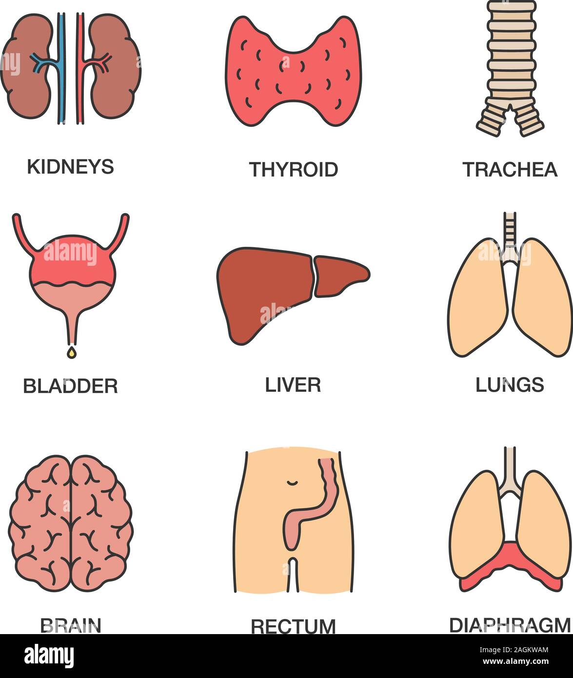 Les organes internes de l'ensemble des icônes de couleur. Les reins, de la thyroïde, de la trachée, de la vessie, du foie, des poumons, du cerveau, du rectum, du diaphragme. Vector illustratio isolés Illustration de Vecteur