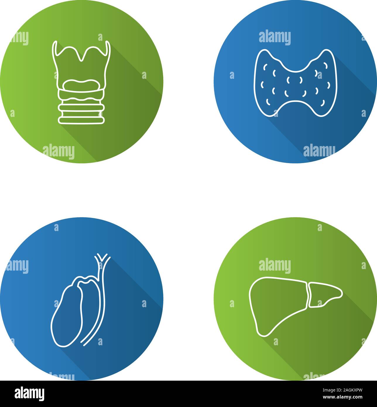 Les organes internes linéaire plat long shadow icons set. Le larynx, la thyroïde, le foie, la vésicule biliaire. Contour Vector illustration Illustration de Vecteur