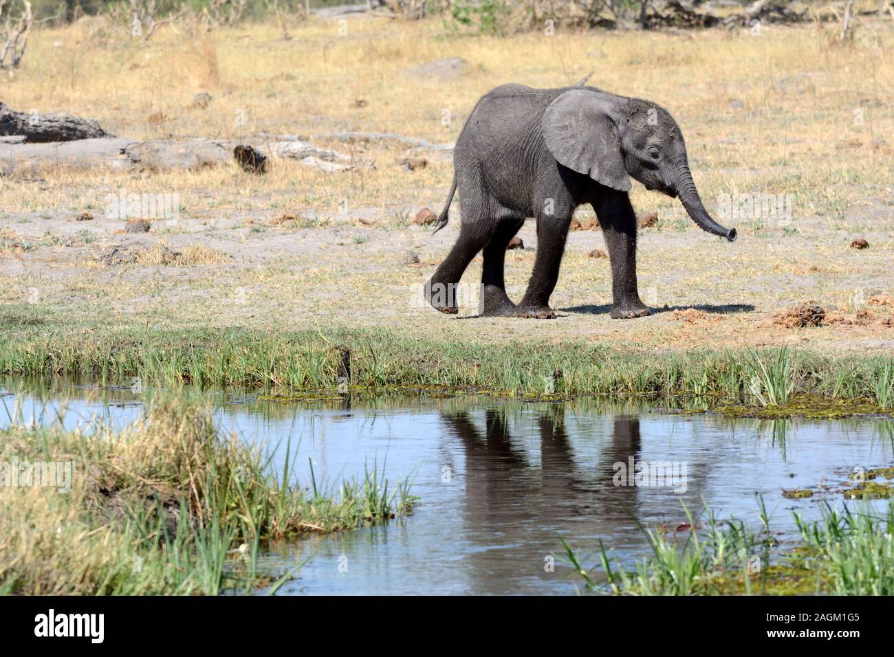 Bébé éléphant africain autour du parc national de Moremi Moremi Wildlife Park Botswana Africaark Banque D'Images
