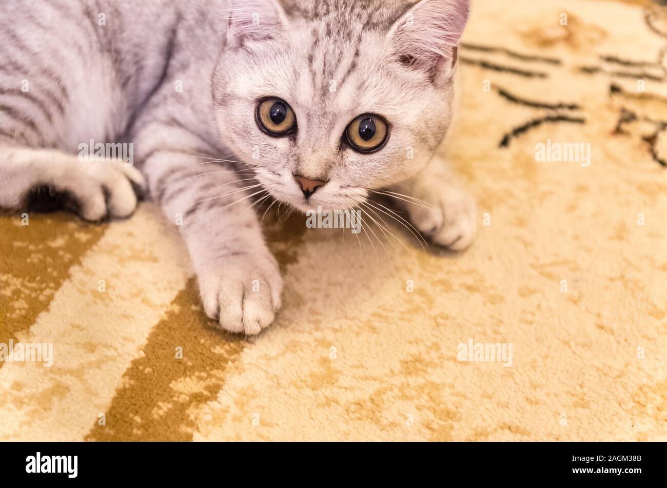 Chat domestique jouent sur le tapis au sol Banque D'Images