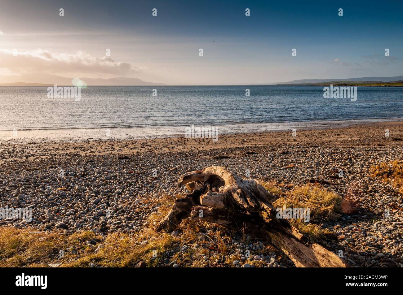 Driftwood se trouve sur la plage de galets de l'Ettrick Bay sur l'île de Bute, avec l'estuaire de la Clyde et l'île d'Arran derrière. Banque D'Images