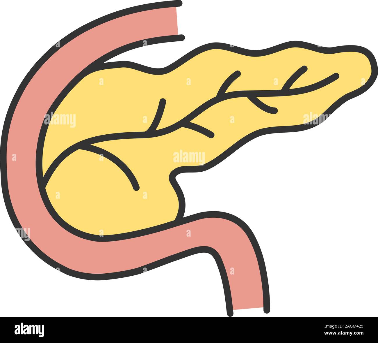Le pancréas et le duodénum l'icône de couleur. Appareil digestif et des glandes endocrines. Vector illustration isolé Illustration de Vecteur