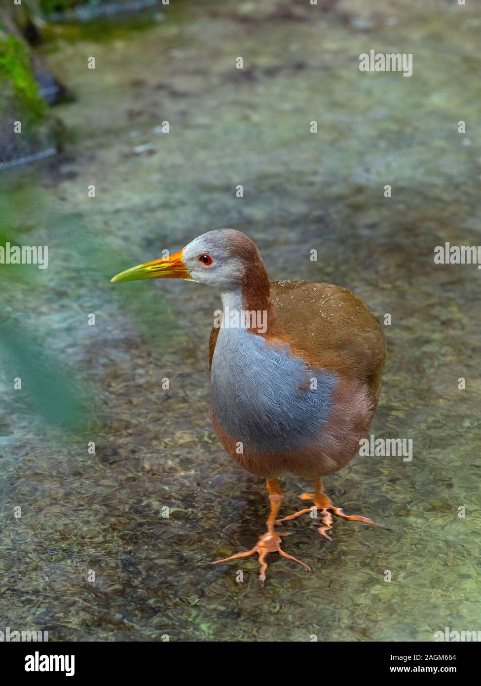 Bois à cou gris ou gris-cowled rail rail bois Aramides cajaneus Banque D'Images