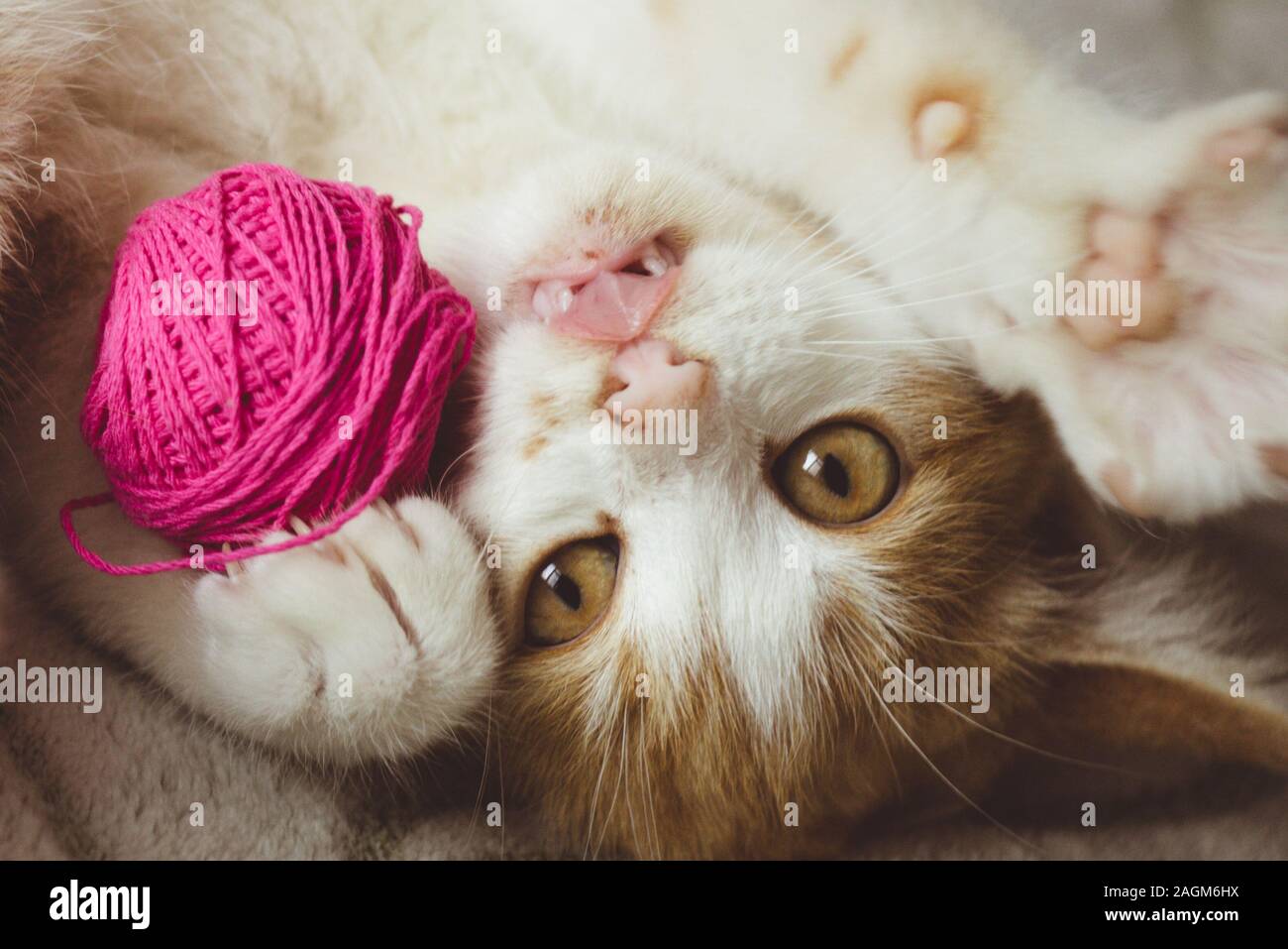Ginger kitten joue avec une boule de fils, animal couché sur le lit, happy cat montre la langue. Banque D'Images