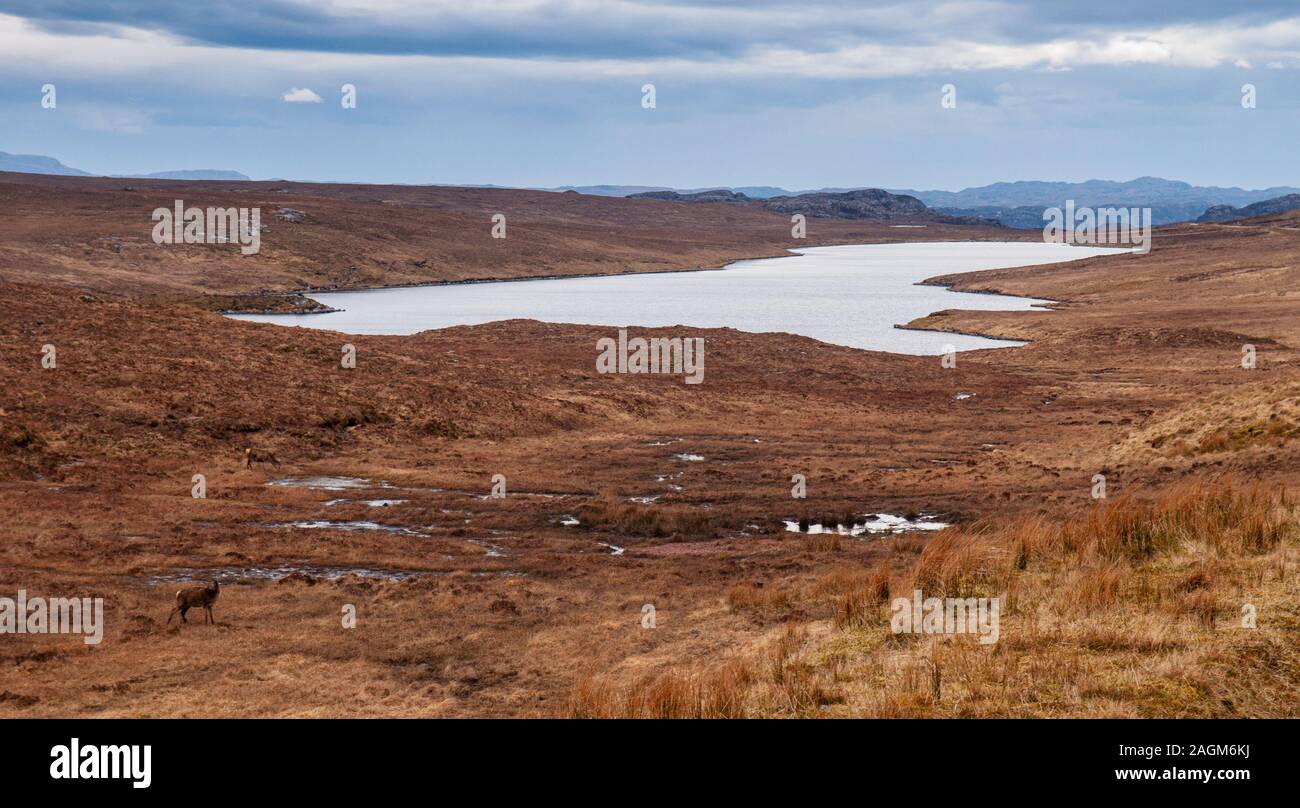 Les cerfs broutent les prairies marécageuses à proximité d'un petit loch près de Durness dans l'extrême nord des Highlands de l'Ecosse. Banque D'Images