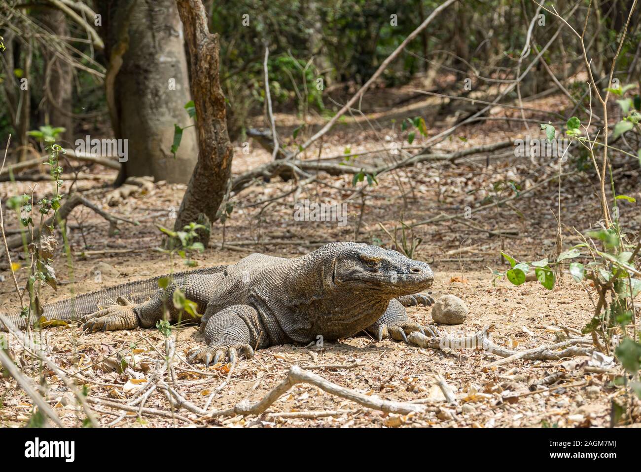 Dragon de Komodo qui est aveugle d'un œil, le Parc National de Komodo, Indonésie Banque D'Images