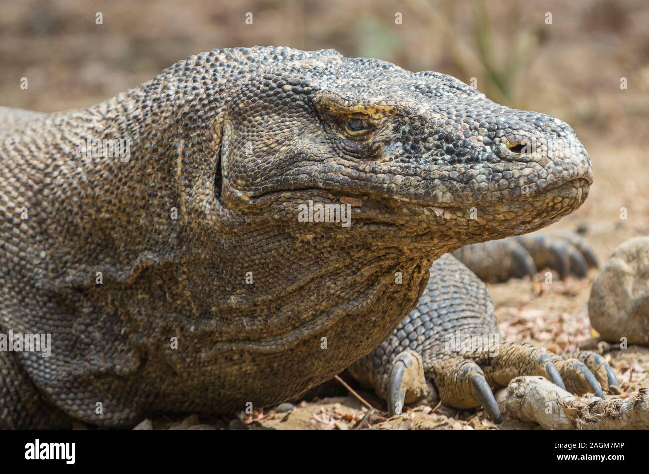 Dragon de Komodo qui est aveugle d'un œil, le Parc National de Komodo, Indonésie Banque D'Images