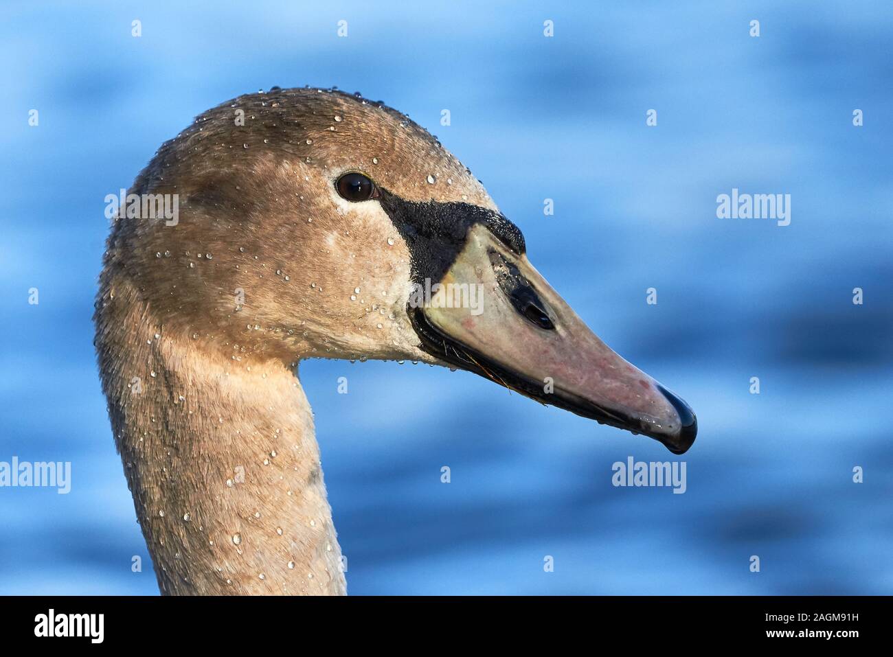 Chef d'un Cygne tuberculé Cygnus olor Cygnet ( ) Banque D'Images