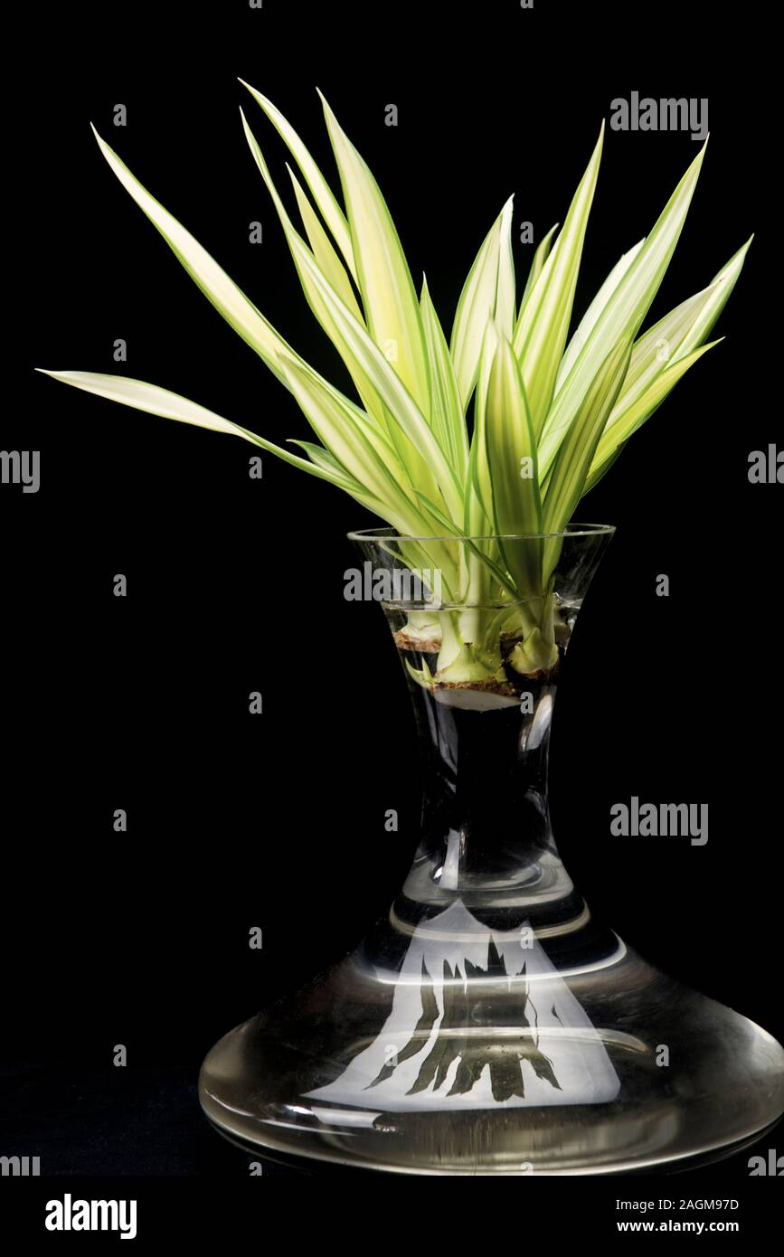 Vase en verre avec des feuilles de manioc vert Banque D'Images