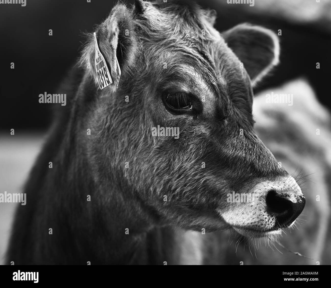 Gros plan en échelle de gris d'une vache laitière regardant le appareil photo Banque D'Images