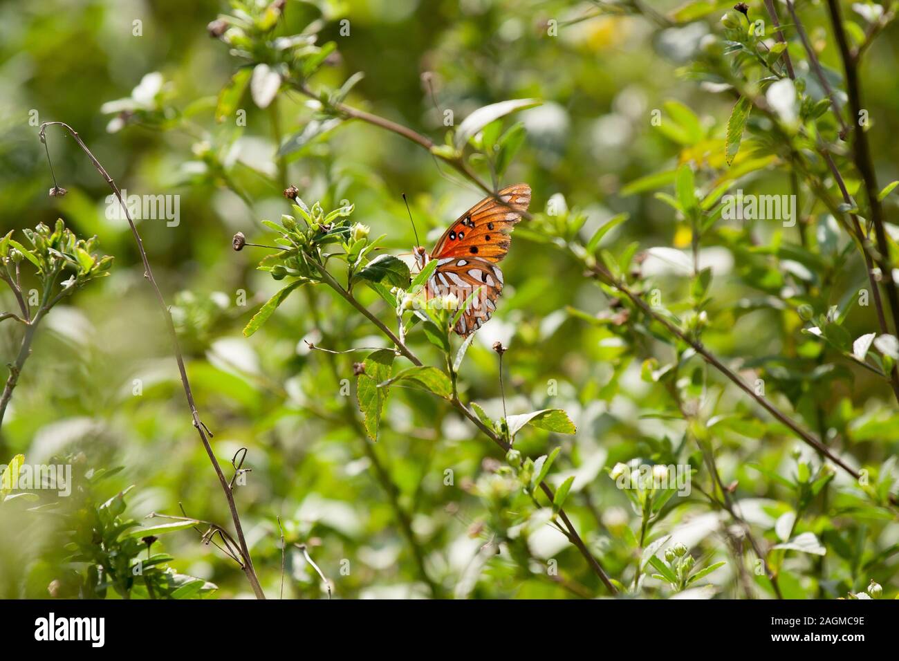 Cliché sélectif d'un papillon sur une plante verte Banque D'Images