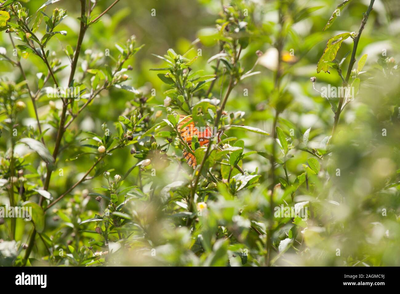 Mise au point sélective d'un papillon orange sur un vert usine Banque D'Images