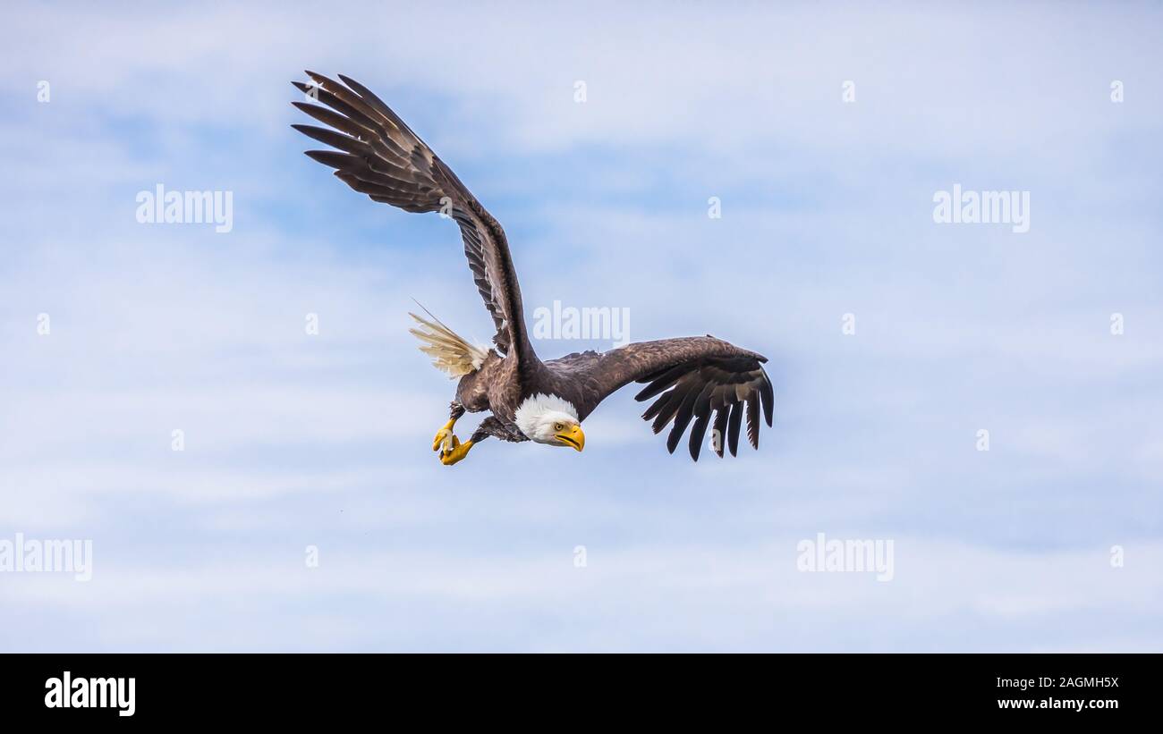Pygargue à tête blanche (Haliaeetus leucocephalus) à pêcher Banque D'Images