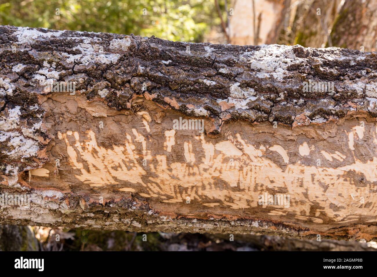 - Castor Castor fiber - rongea le tronc d'un vieil arbre. Des traces de dents d'un castor sur le tronc d'un arbre de près. Banque D'Images