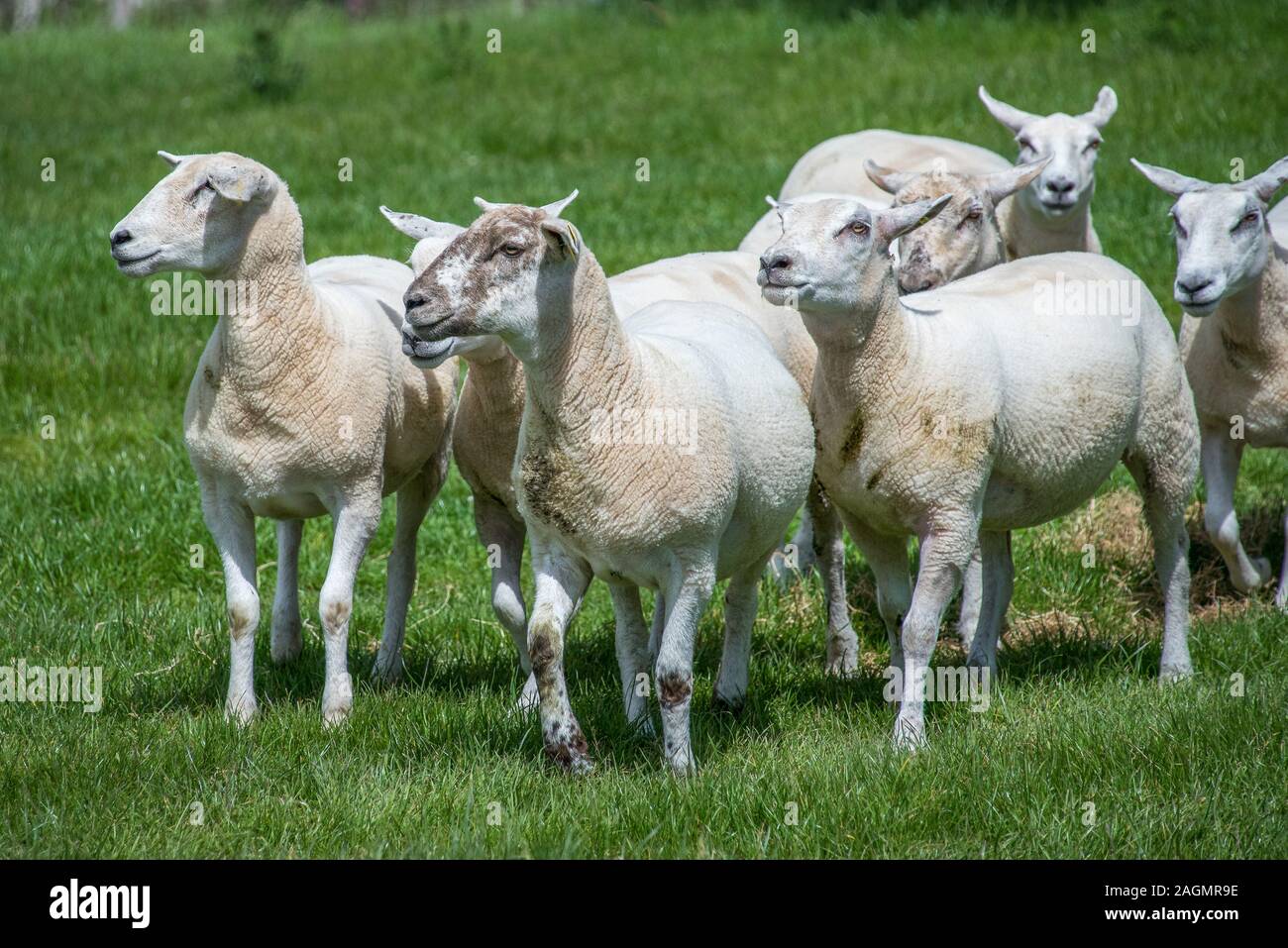 Les moutons en Irlande Banque D'Images