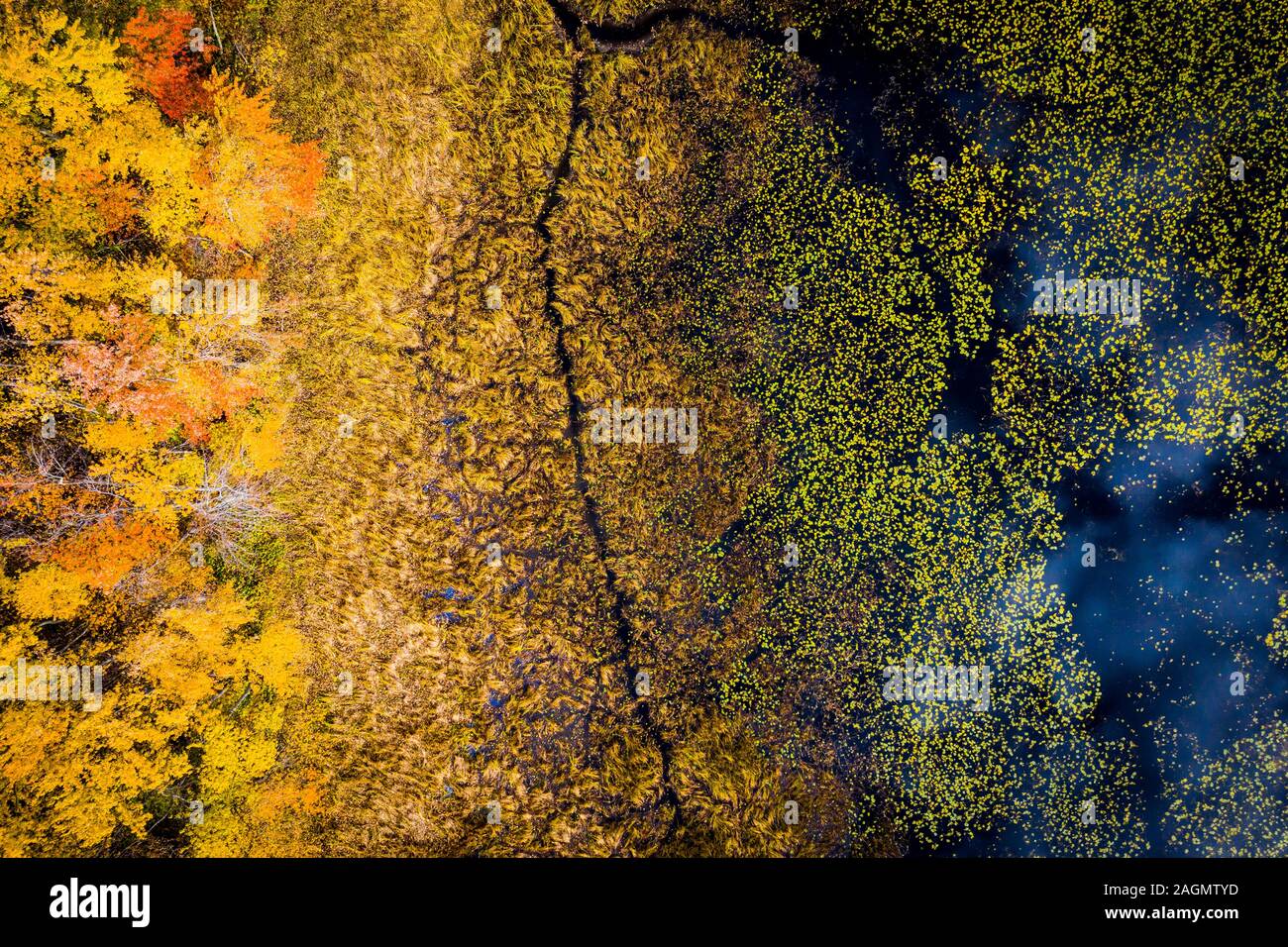 Résumé de l'antenne d'un marais en automne Banque D'Images