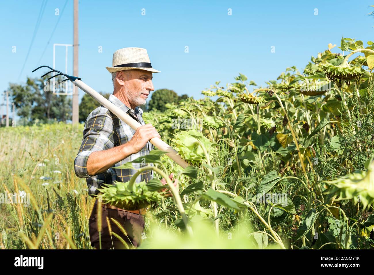 Portrait of man holding indépendants près de rack green field Banque D'Images
