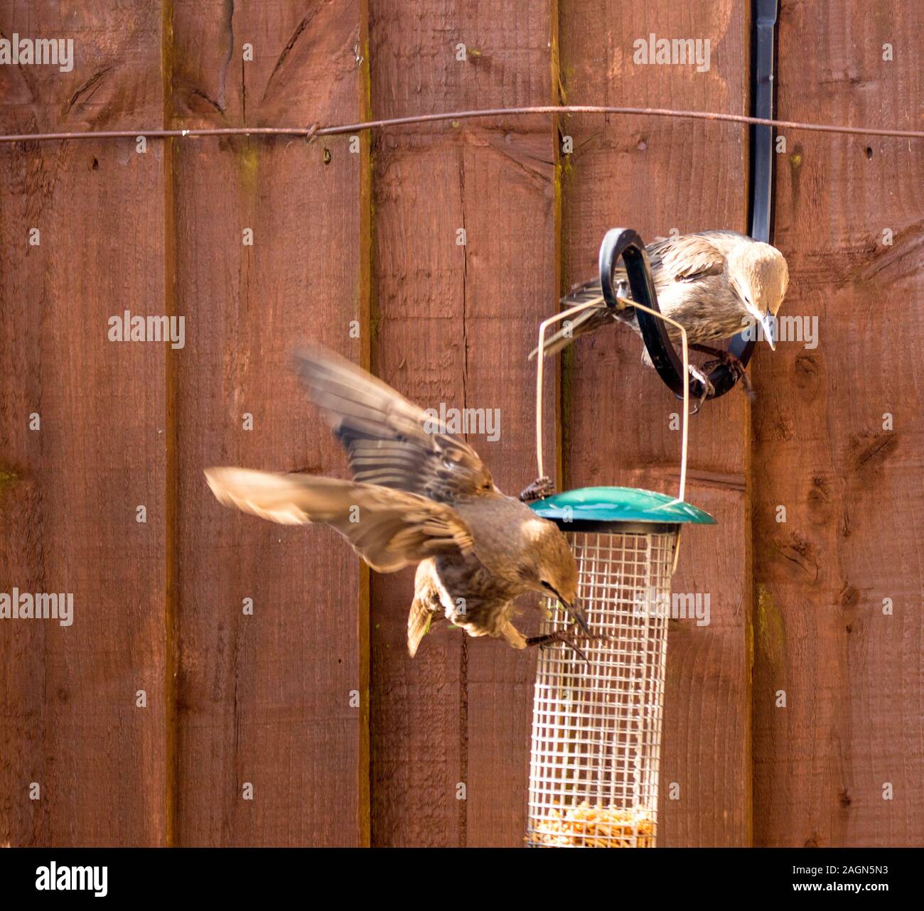 Starling oiseaux mangent d'une mangeoire pour oiseaux dans un jardin typique, au Royaume-Uni. Banque D'Images