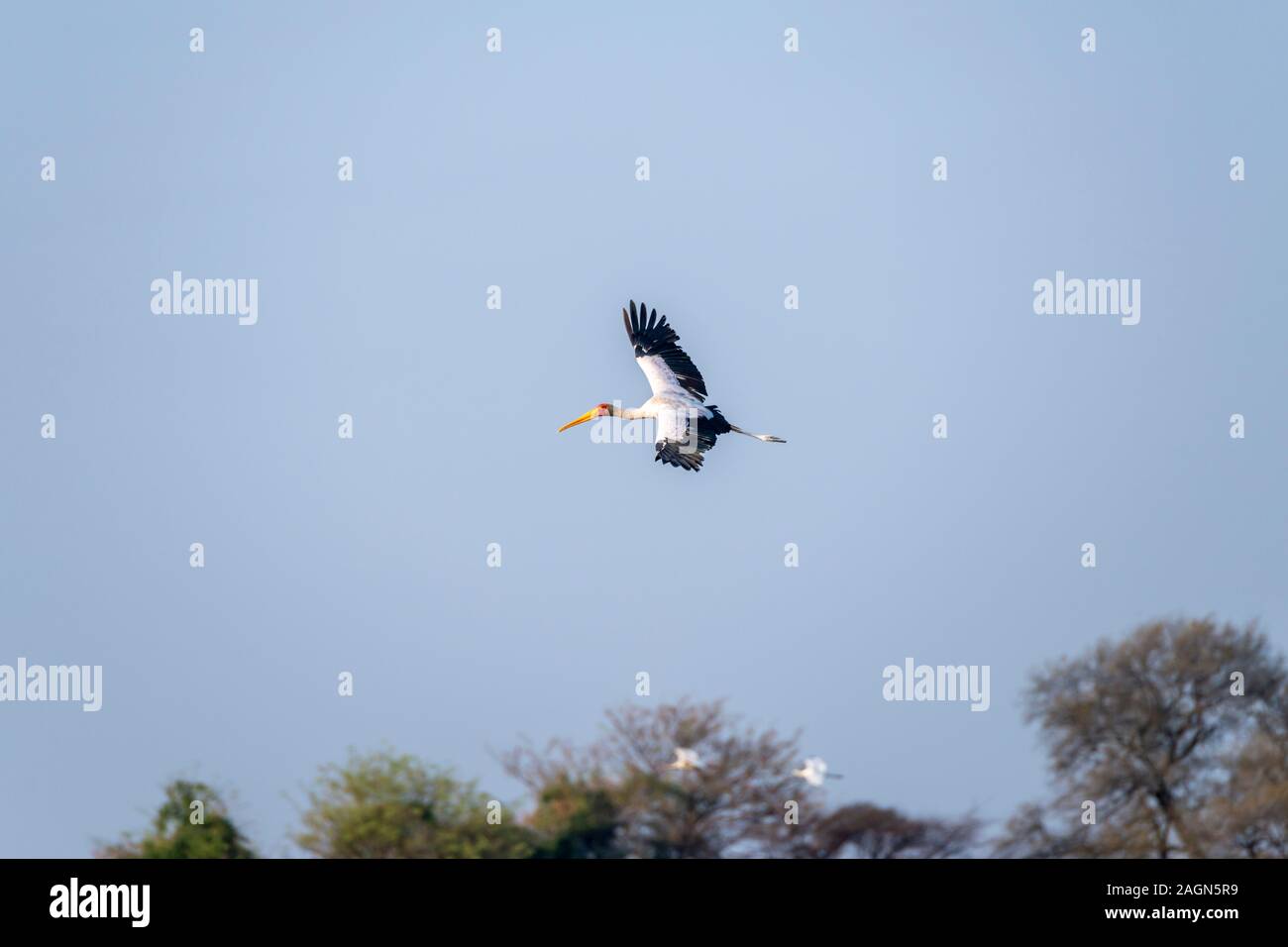 Yellow-billed Stork (Mycteria ibis) en vol au dessus de la rivière Chobe dans le Parc National de Chobe, Botswana, Afrique du Sud Banque D'Images