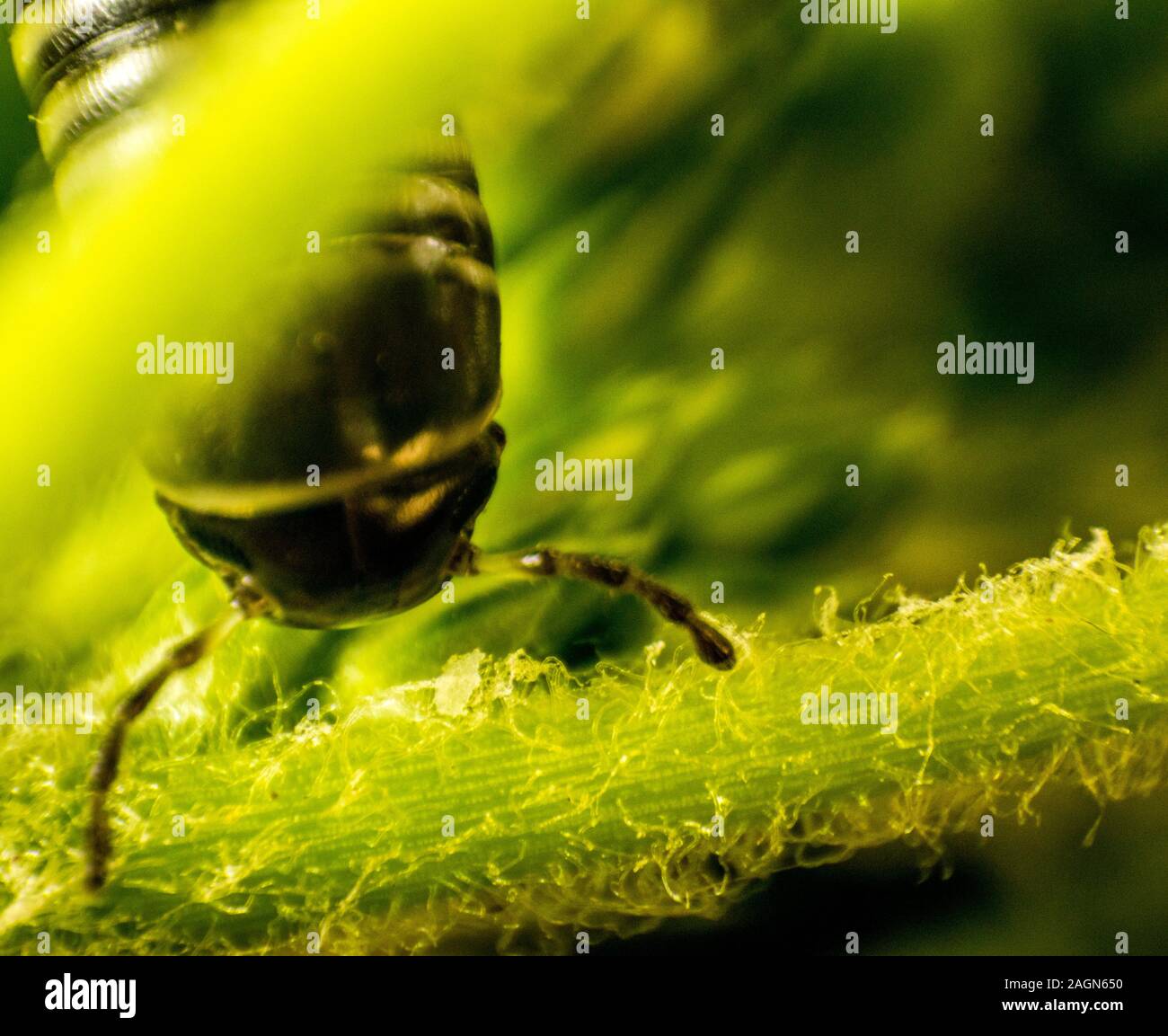 Un gros plan d'un mille-pattes avec des insectes c'est incroyable de Armored Corps et beaucoup de jambes. Banque D'Images