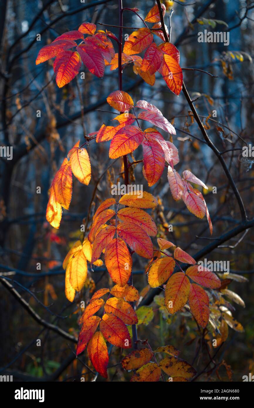 Laisser rouge avec fond flou. Feuilles d'automne sur un fond de forêt floue. Banque D'Images