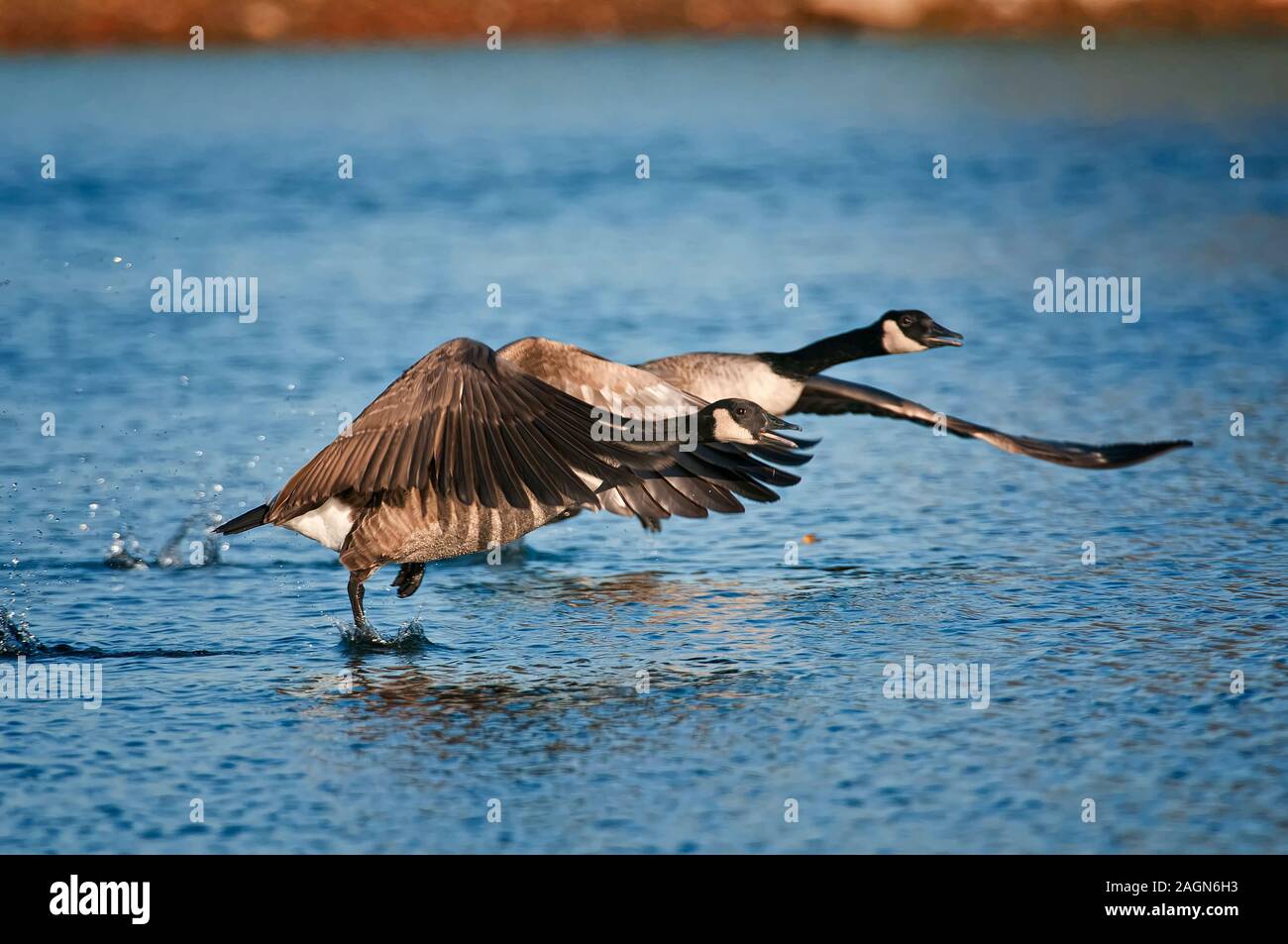 Canada Goose au décollage Banque D'Images