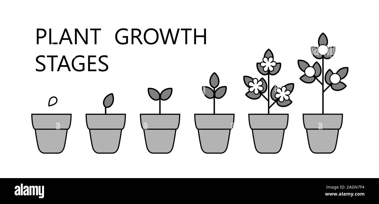 Étapes de la croissance des arbres l'infographie. L'art de la ligne d'icônes. Modèle d'instructions de plantation. Style linéaire illustration isolé sur blanc. Fruits de la plantation. Illustration de Vecteur