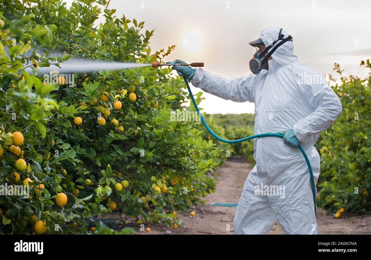 Fumigation insecticide contre les mauvaises herbes. Organic agriculture  écologique. Pulvériser des pesticides Les pesticides, sur les fruits en  croissance plantation agricole citron, de l'Espagne. Man Photo Stock - Alamy