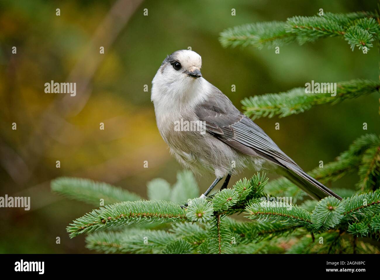 Canada Jay Banque D'Images